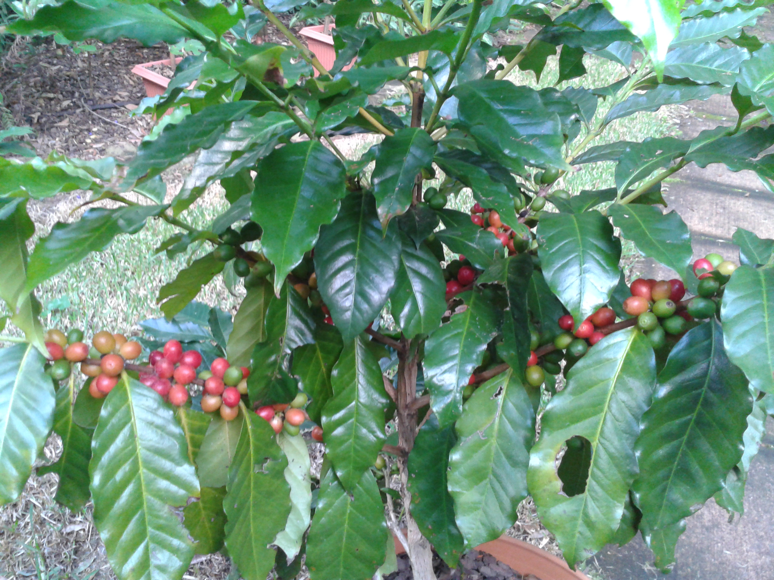 Coffea Arabica GLISSANDO Garden Center